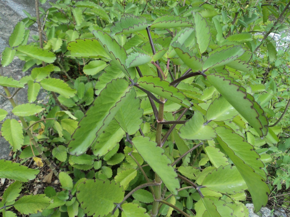 Kalanchoe pinnata (Lam.) Pers.